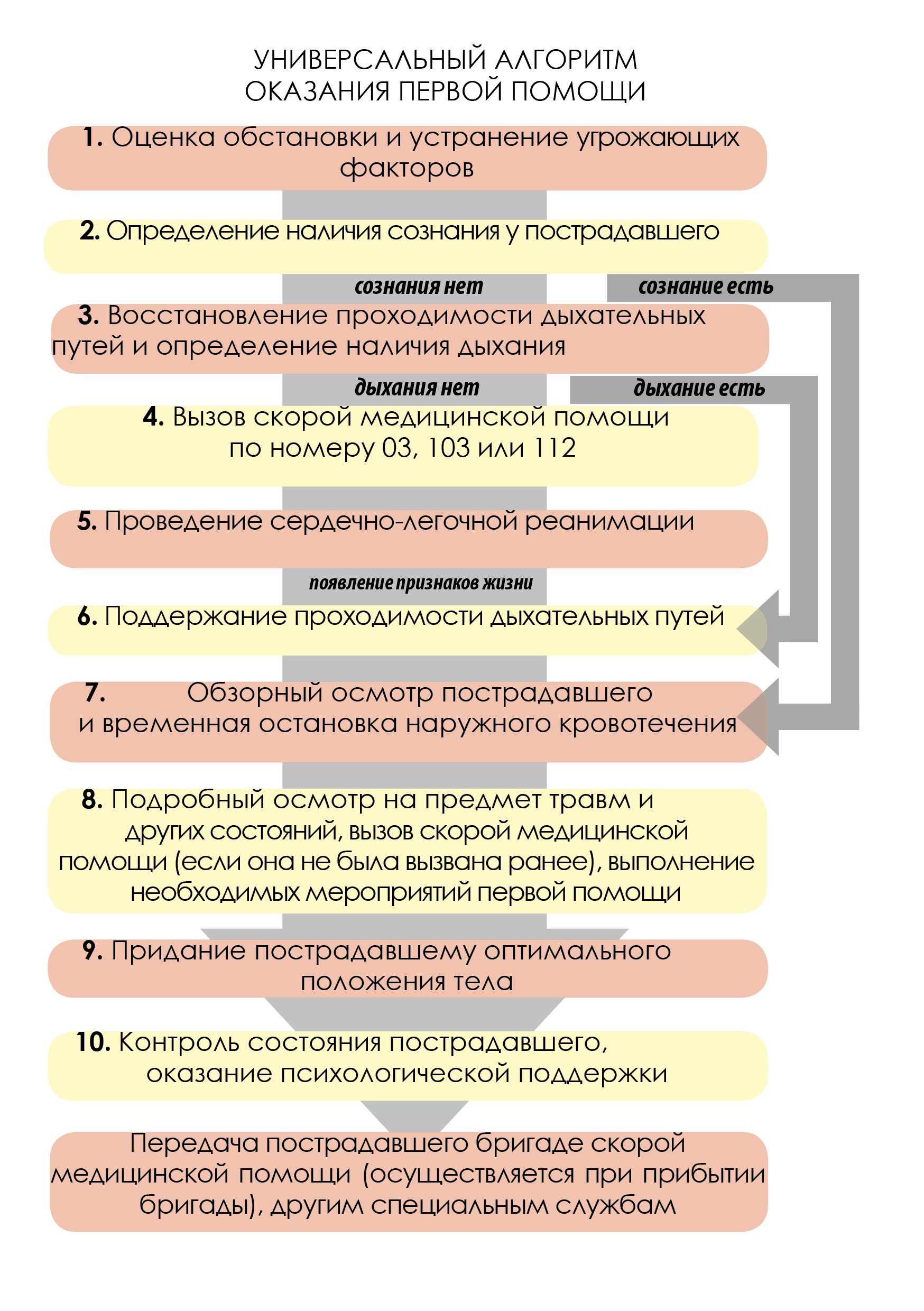 Алгоритмы оказания первой помощи.